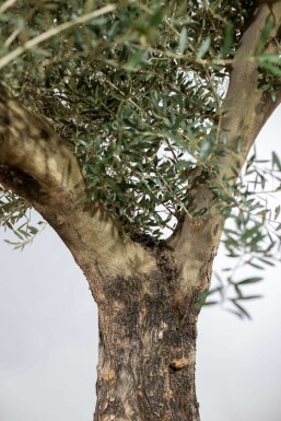 L'Olivier / Olea Europaea Noueux et ramifié Old Skin 175-200 cm
