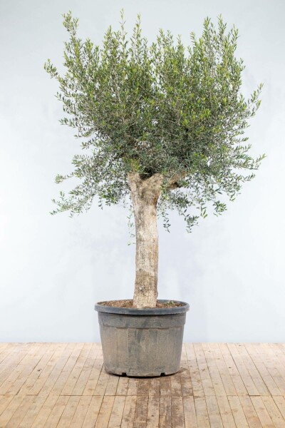 L'Olivier / Olea Europaea Noueux et ramifié Old Skin 200-225 cm