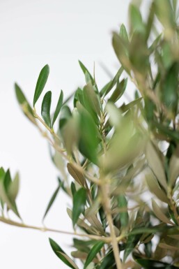 L'Olivier / Olea Europaea Mini-tige/stipe/tronc 120-140 cm
