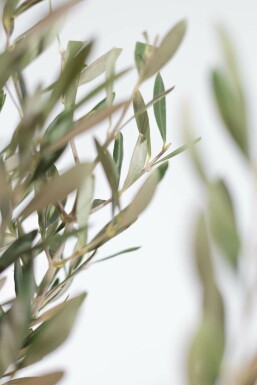 L'Olivier / Olea Europaea Mini-tige/stipe/tronc 120-140 cm