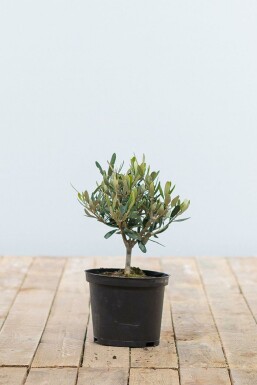 L'Olivier / Olea Europaea Mini-tige/stipe/tronc 20-30 cm