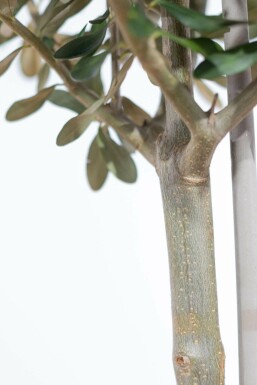 L'Olivier / Olea Europaea Mini-tige/stipe/tronc 20-30 cm
