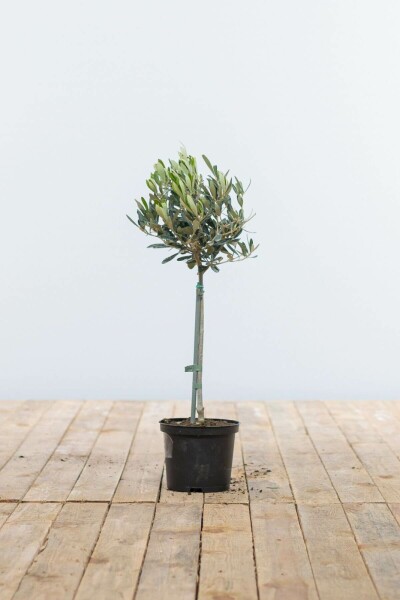 L'Olivier / Olea Europaea Mini-tige/stipe/tronc 40-60 cm