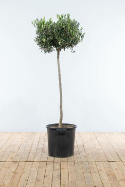 L'Olivier / Olea Europaea Sur tige/stipe/tronc 150-175 cm