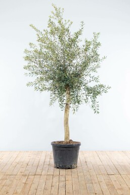 Olivier d'Europe Olea europaea Sur tige 15-20 150-175 Pot L'Olivier / Olea Europaea Sur tige/stipe/tronc 150-175 cm