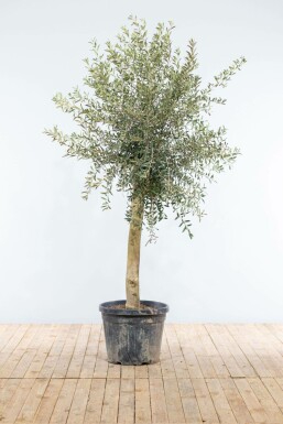 Olivier d'Europe Olea europaea Sur tige 20-30 150-175 Pot L'Olivier / Olea Europaea Sur tige/stipe/tronc 150-175 cm