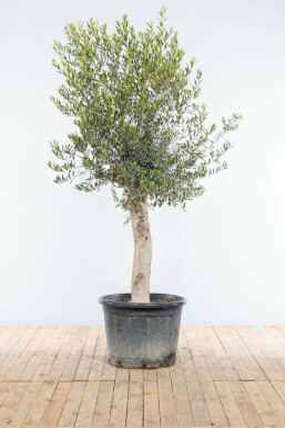 Olivier d'Europe Olea europaea Sur tige 30-40 175-200 Pot L'Olivier / Olea Europaea Sur tige/stipe/tronc 175-200 cm