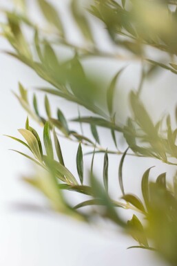 L'Olivier / Olea Europaea Sur tige/stipe/tronc 175-200 cm