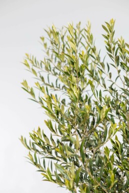 L'Olivier / Olea Europaea Sur tige/stipe/tronc 125-150 cm
