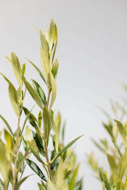 L'Olivier / Olea Europaea Sur tige/stipe/tronc 125-150 cm