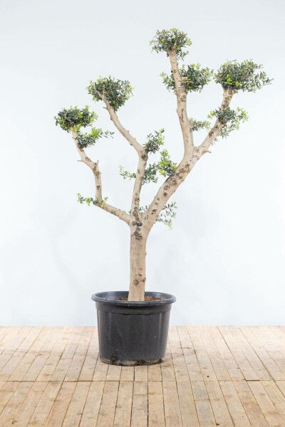 Olivier d'Europe Olea europaea Pom Pom 20-30 175-200 Pot L'Olivier / Olea Europaea ponpon 175-200 cm