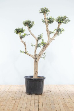 Olivier d'Europe Olea europaea Pom Pom 20-30 175-200 Pot L'Olivier / Olea Europaea ponpon 175-200 cm