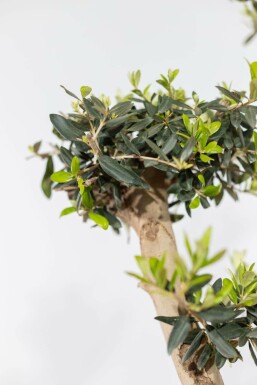 L'Olivier / Olea Europaea ponpon 175-200 cm