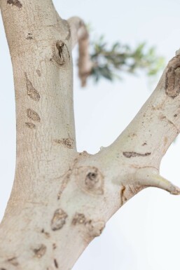 Olivier d'Europe Olea europaea Pom Pom 20-30 175-200 Pot L'Olivier / Olea Europaea ponpon 175-200 cm