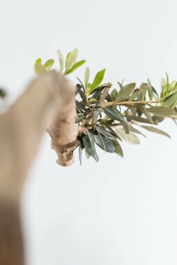 L'Olivier / Olea Europaea ponpon 175-200 cm