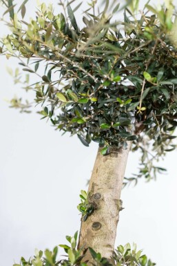 L'Olivier / Olea Europaea ponpon 175-200 cm