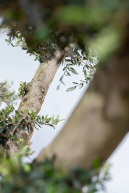 L'Olivier / Olea Europaea ponpon 175-200 cm