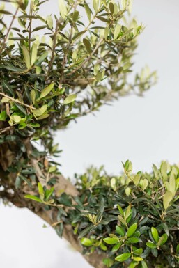 L'Olivier / Olea Europaea ponpon 175-200 cm