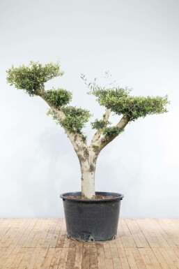L'Olivier / Olea Europaea ponpon 175-200 cm