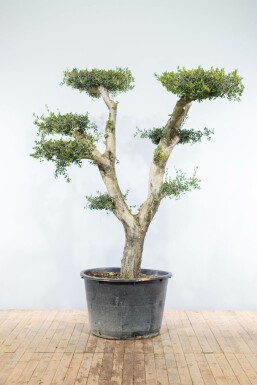 L'Olivier / Olea Europaea ponpon