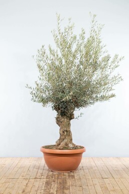 L'Olivier / Olea Europaea Soucoupe 150-175 cm