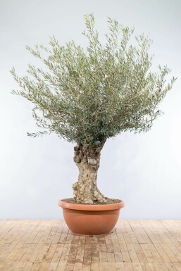 L'Olivier / Olea Europaea Soucoupe 175-200 cm
