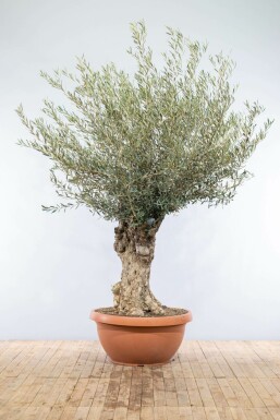 L'Olivier / Olea Europaea Soucoupe