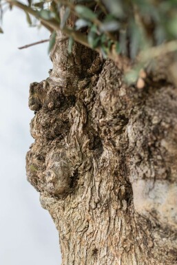L'Olivier / Olea Europaea Soucoupe 175-200 cm