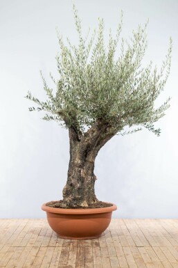 L'Olivier / Olea Europaea Soucoupe 200-225 cm