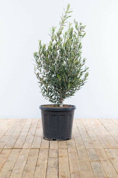 L'Olivier / Olea Europaea Arbuste 100-125 cm