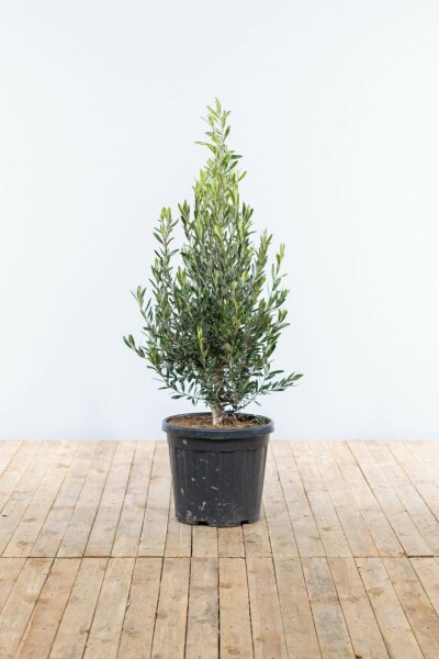 L'Olivier / Olea Europaea Arbuste 150-175 cm