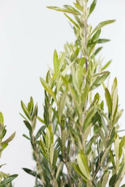 L'Olivier / Olea Europaea Arbuste 150-175 cm