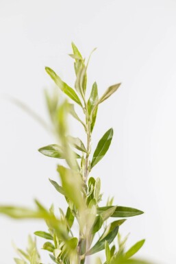 L'Olivier / Olea Europaea Arbuste 150-175 cm