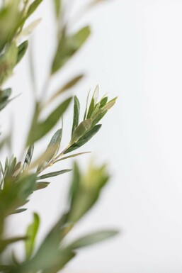 Olivier d'Europe Olea europaea Arbuste 175-200 Pot L'Olivier / Olea Europaea Arbuste 175-200 cm