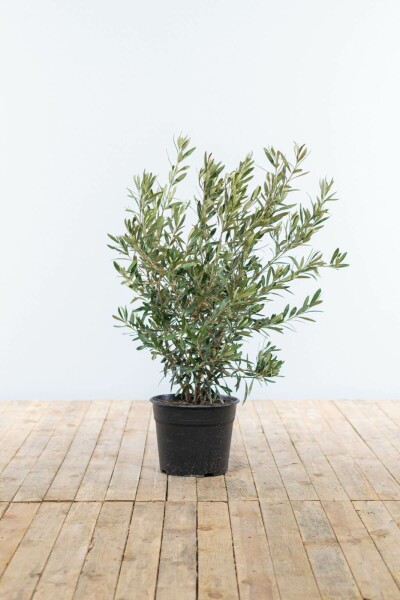 L'Olivier / Olea Europaea Arbuste 40-60 cm