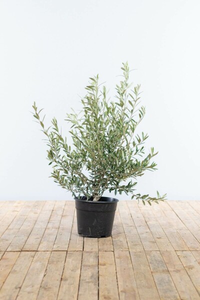L'Olivier / Olea Europaea Arbuste 80-100 cm