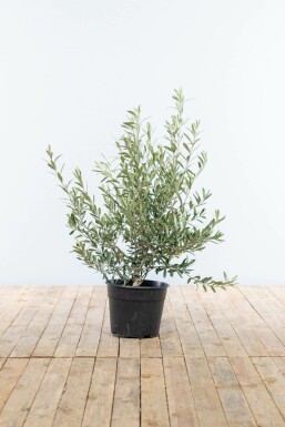 L'Olivier / Olea Europaea Arbuste