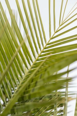 Butia capité Butia capitata Arbuste 100-125 Pot Palmier / Butia Capitata Arbuste 100-125 cm