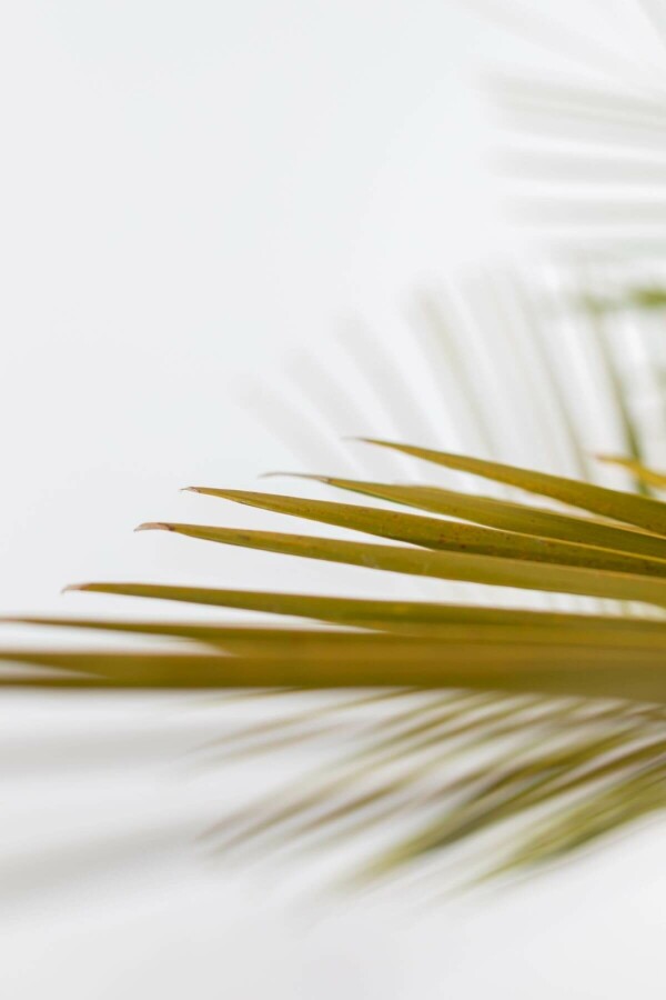 Butia capité Butia capitata Arbuste 100-125 Pot Palmier / Butia Capitata Arbuste 100-125 cm