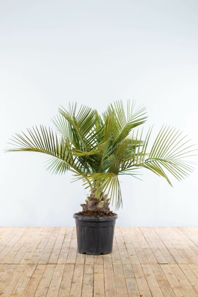 Palmier / Butia Capitata Arbuste 125-150 cm