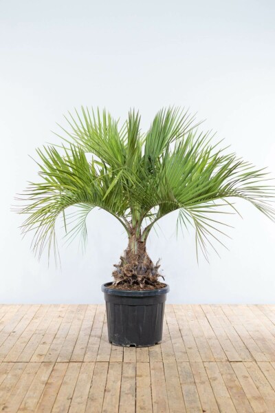 Palmier / Butia Capitata Arbuste 150-175 cm