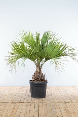 Palmier / Butia Capitata Arbuste 150-175 cm