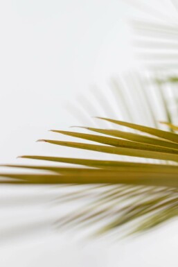 Butia capité Butia capitata Arbuste 150-175 Pot Palmier / Butia Capitata Arbuste 150-175 cm