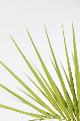 Palmier / Butia Capitata Arbuste 60-80 cm