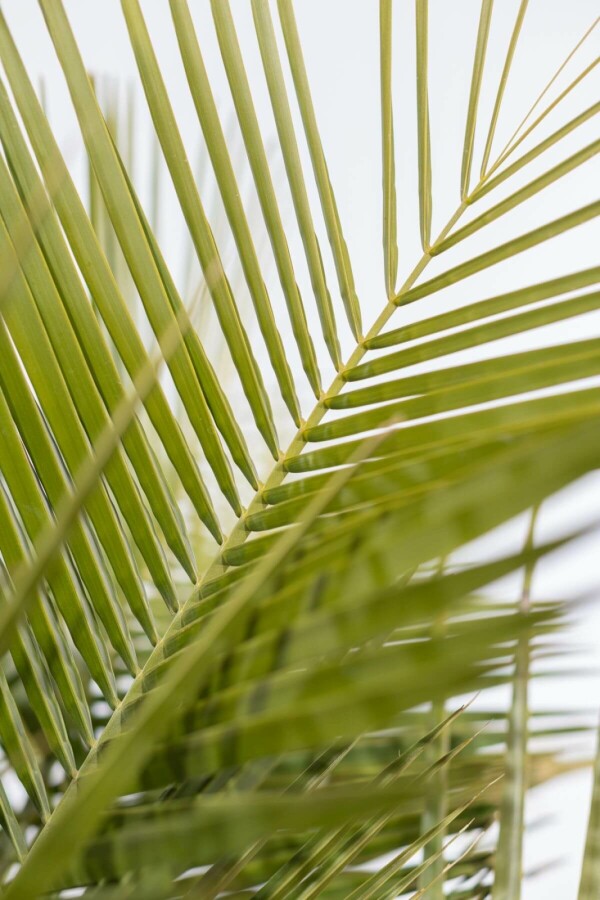 Butia capité Butia capitata Arbuste 80-100 Pot Palmier / Butia Capitata Arbuste 80-100 cm