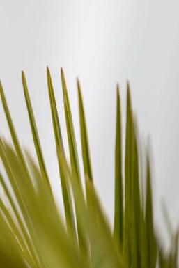 Butia capité Butia capitata Arbuste 80-100 Pot Palmier / Butia Capitata Arbuste 80-100 cm