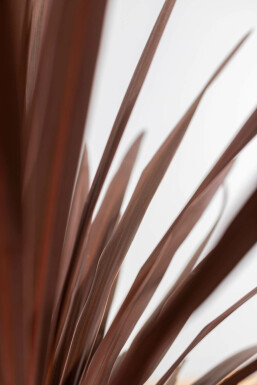 Palmier / Cordyline Australis Red Star Arbuste 100-125 cm