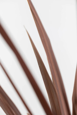 Palmier / Cordyline Australis Red Star Arbuste 100-125 cm