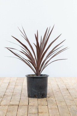 Cordyline australe Cordyline australis 'Red Star' Arbuste 60-80 Pot