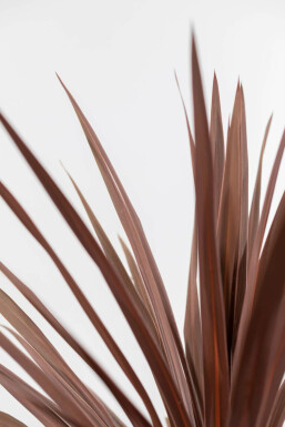 Palmier / Cordyline Australis Red Star Arbuste 60-80 cm